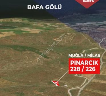 Muğla Mılas 458m2 18 Adet Zeytın Ağacı Bulunan Zeytınlık