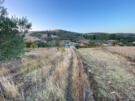 Şenköyde Satılık Tarla & Zeytinlik