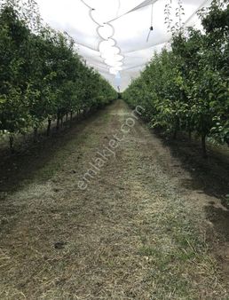 Samanlı'da Fırsat Tek Tapu 5 Dönüm Elektrik Önünde