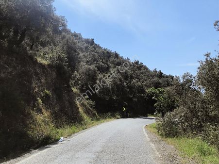 Eu Gayrimenkul'den Balıkesir Edremit Altınolukta Asfalta Cephe 15.700 Metrekare Zeytinlik