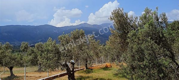 Kızılkeçili Köyünde Etrafı Telle Çevrili Köşe Parsel Zeytinlik