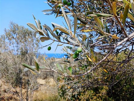 Eu Gayrimenkul'den Ayvacık Babakale'de İmara Yakın Asfalta Cephe Deniz Manzaralı 5100 Metrekare