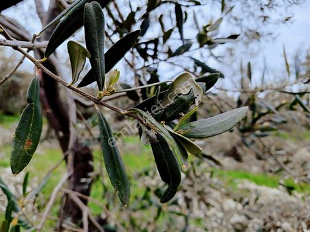 Eu Gayrimenkul'den Çanakkale Kocaköy'de Toplamda 2085 Metrekare Asfalta Cephe Zeytinlik 2 Adet Tapu