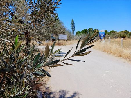 Eu Gayrimenkul'den Çanakkale Ayvacık'ta Denize 90 Metre Mesafede Kadastral Yola Cepheli Zeytinlik