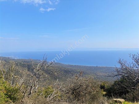 Eu Gayrimenkul'den Çanakkale Ayvacık Arıklı'da Deniz Manzaralı 4650 Metrekare Zeytinlik