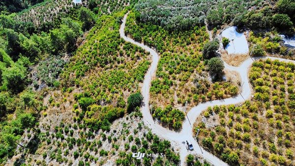 Ev Araç Takasına Açık 10 Dönüm Satılık Nar Bahçesi