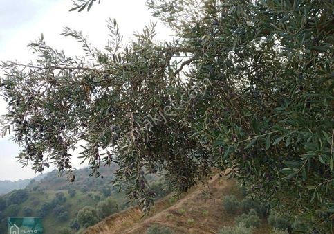 Satılık Zeytinlik