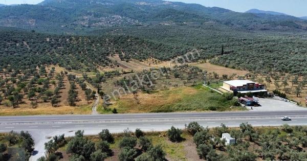 ▀mera Emlaktan Mescit'de Ana Asfalta 2. Parsel 9.960m2 Zeytinlik