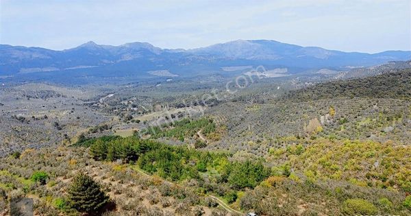 Mera Emlaktan Hacıaslanlar Mevkiinde 10.385m2 Muhteşem Zeytinlik