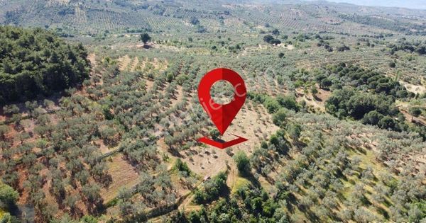 Mera Emlaktan Kazdağları Çamcı Köyü 8.850 M2 Müstakil Zeytinlik