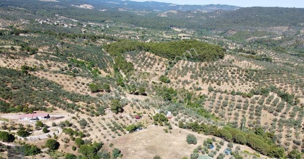 ▀▄mera Emlaktan Kazdağları Hacıarslanlar Köyü 2.270 M2 Zeytinlik