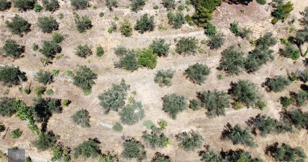 ▀▄mera Emlaktan Çamcı Köyü Asfalt Cepheli 29.360 M2 Zeytinlik▀▄