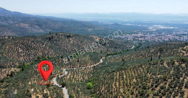 Mera Emlaktan Beyoba Köyü Asfalta Cephe 3.870 M2 Zeytinlik