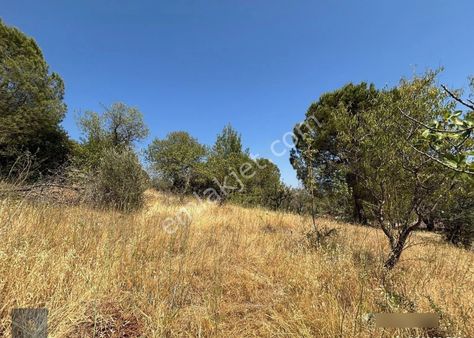 ▀▄mera Emlaktan Çamcı Köyü Tamamı İmar İçinde 880m2 Zeytinlik▀▄