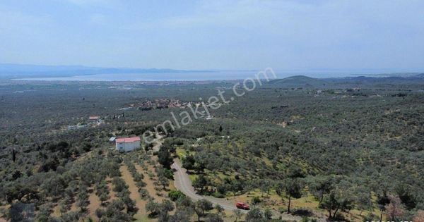 Mera Emlaktan Zeytinlide Panoramik Deniz Manz 10.000m2 Zeytinlik