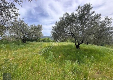 ▀▄mera Emlaktan Kazdağları Hacıarslanlar Köyü 3.550 M2 Zeytinlik