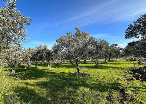 Mera Emlak'tan Çıkrıkçı Mevki %40 4 Kat İmarlı 28 Dairelik Arsa