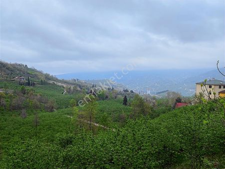 Trabzon Akoluk'ta Satılık 2.516m² Yatırıma Uygun Arsa