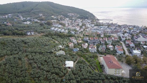 Opima Emlaktan Zeytinlik İçinde Müstakil Ev