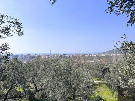 Opimadan Ocaklarda Yolu Açılmış 12.786m² Alana Sahip Zeytinlik