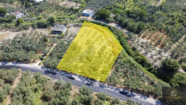 Opimadan Turanlarda Ana Yola Cephe 2840m² Satılık Zeytinlik
