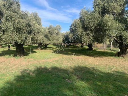 My Home Gayrimenkul'den Tire Büyükkale Mah.de Satılık Zeytinlik