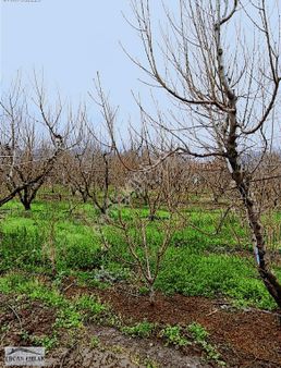 Bağyurdu Yeni Mahalle'de Değerli Konumda Satılık Kiraz Bahçesi