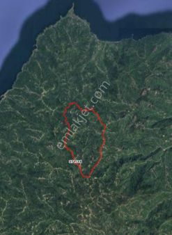 Ordu Perşembe Ortatepe'de Satılık Fındık Bahçesi