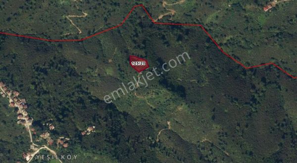 Ordu Perşembe Yalıköy'de Müstakil Tapulu Satılık Fındık Bahçesi