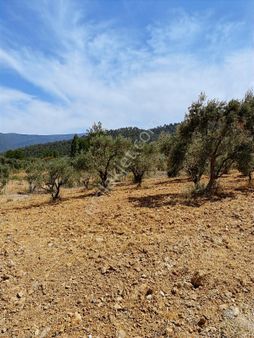 Kemalpaşa Aşağıkızılca Villalar Bölgesi 10 Dönüm Fırsat Zeytinli