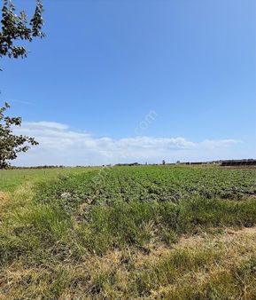 Ayvalık Altınovada Denize Yakın, Yola Cepheli 9.481 M² Tarla