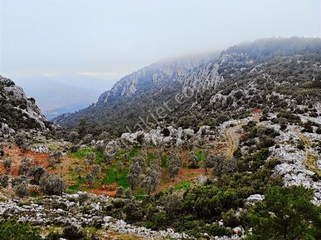 Satılık Tek Tapu Tarla