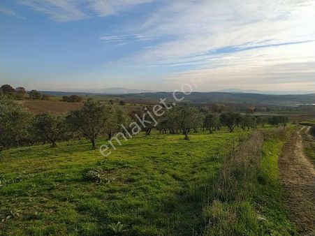 Gölet Manzaralı 250 Zeytin Ağaçlı Müstakil Tarla Çift Yola Cep
