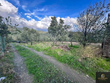 Opima Emlaktan Atatrük Mahallesinde Kadastro Yoluna Cephe 160 Ağaçlı Satılık Zeytinlik