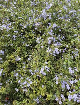Döşemealtı Harika Konum Otel Ruhsatlı Arsamız Satılıktır