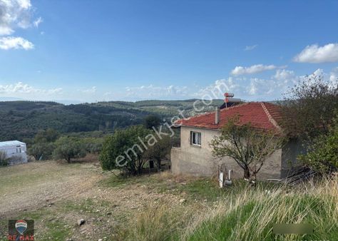 İzmir Buca Doğancılar Köyü Satılık Zeytinlik