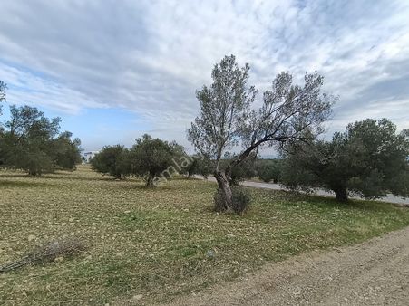 Taş Emlak'tan Harika Konumda Yol Cepheli Köşe Arsa