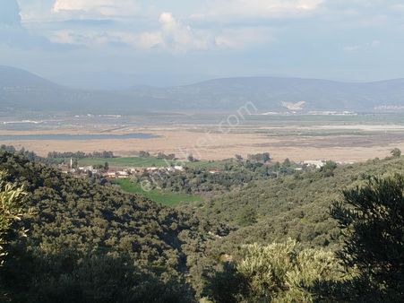 Deniz Manzaralı Zeytinlik Fırsatı!!!