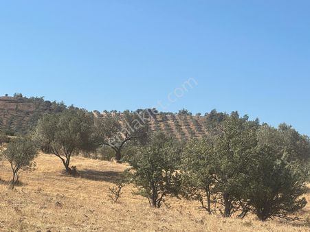 Burhaniye Pelitköy Merkeze Yakın Fırsat Zeytinlik