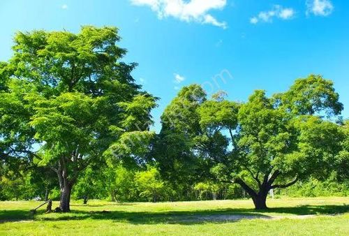 Uşak Karahallı Külköy'de 1.858 M2 Çok Uygun Yatırımlık Tarla. Açıklamayı Okuyarak Arayınız.