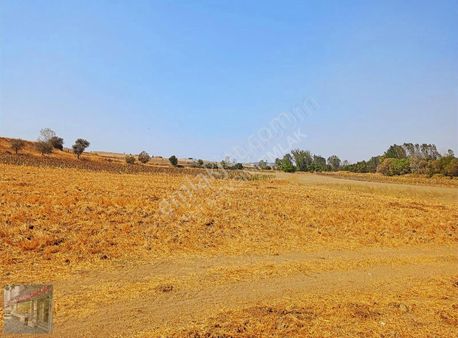 Tekirdağ Malkara Balli Mah Satilik Tek Tapu Tarladan Arsa1277m2