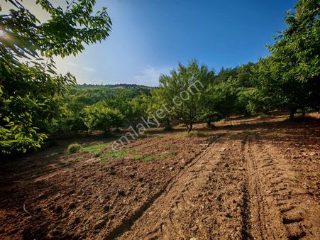 Bursa Keles Belenören Satılık Meyve Bahçesi