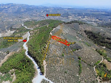 Koçak Group'tan Dereköy'de Kadastro Yoluna Cehpe Zeytinlik