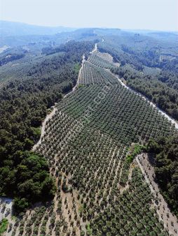 Koçak Group'tan Dereköy'de Bakımlı Kaçmaz Zeytinlik