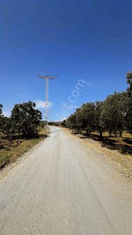 Koçak'tan Yalıçiftlik'te Yola Cephe Elektrikli Bakımlı Zeytinlik