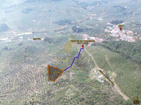Koçak'tan Işıklı'da Köye Yakın Zeytinlik