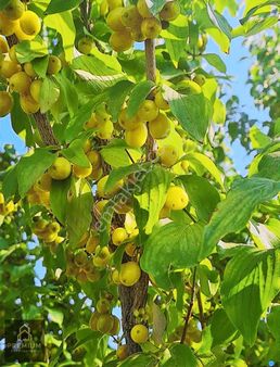 Asfalt Yola Sıfır Satılık Meyve Bahçeli Tarla Isparta Eğirdir