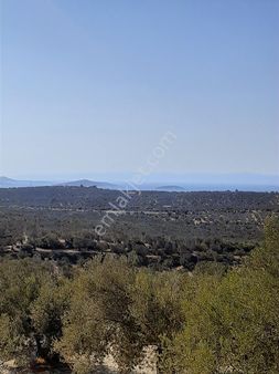 Konum Güzel Zeytinlik