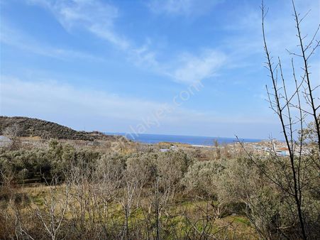 Bandırma Sahilyenice'de Deniz Manzaralı Sahile Yakın Zeytinlik