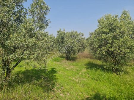 Bursa Mudanya Dedeköy 9300m2 Satılık Tarla